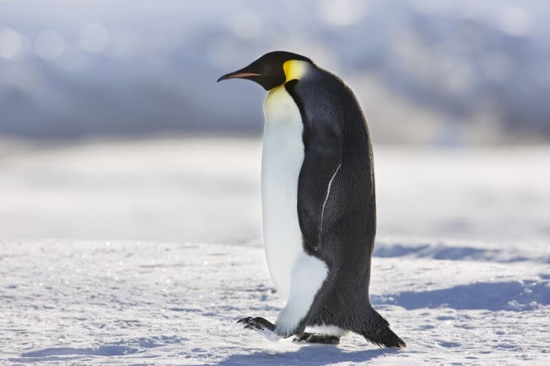 Emperor Penguin