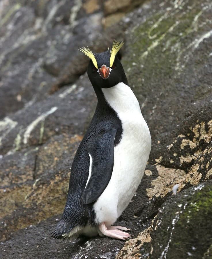 Erect-crested Penguin