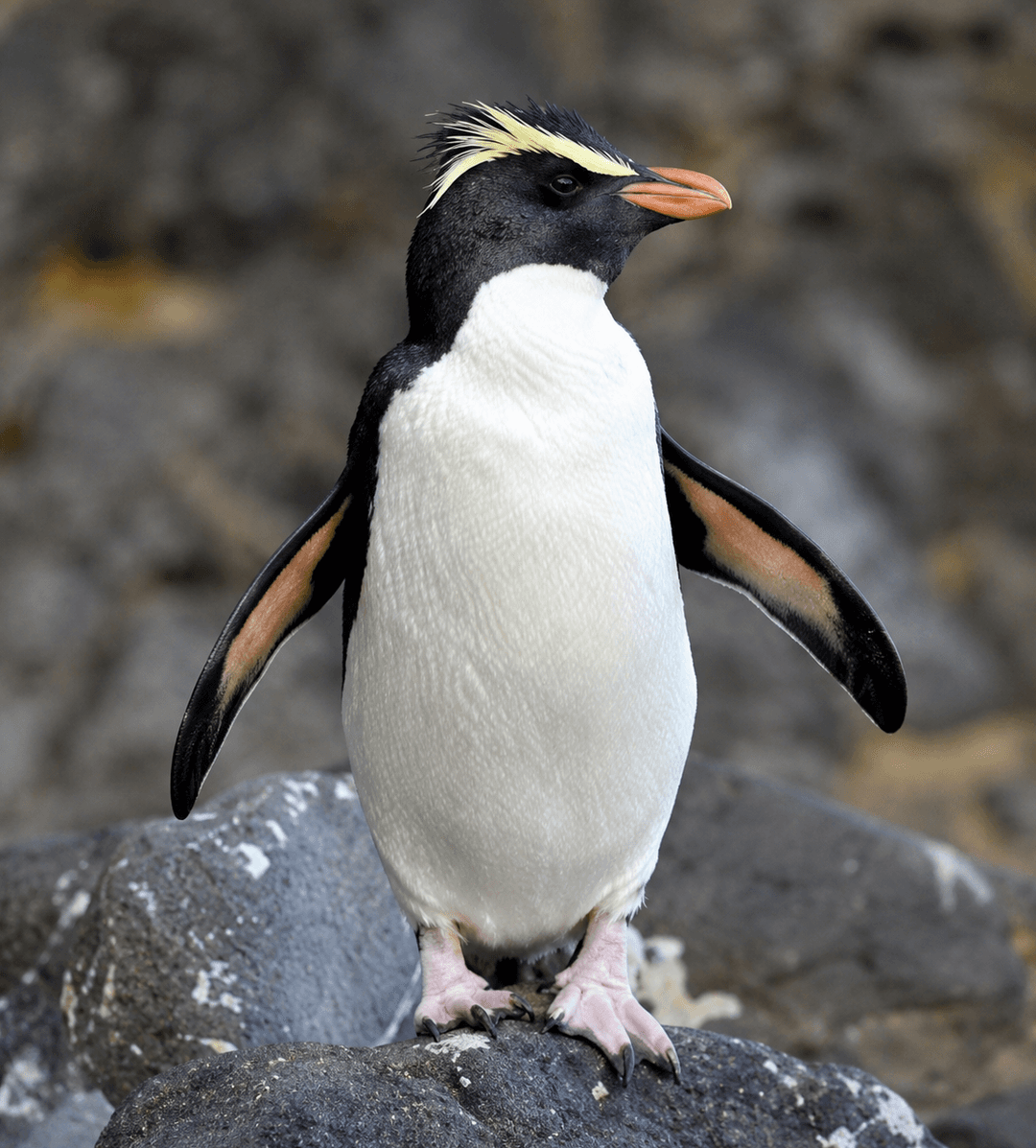 Fiordland Penguin