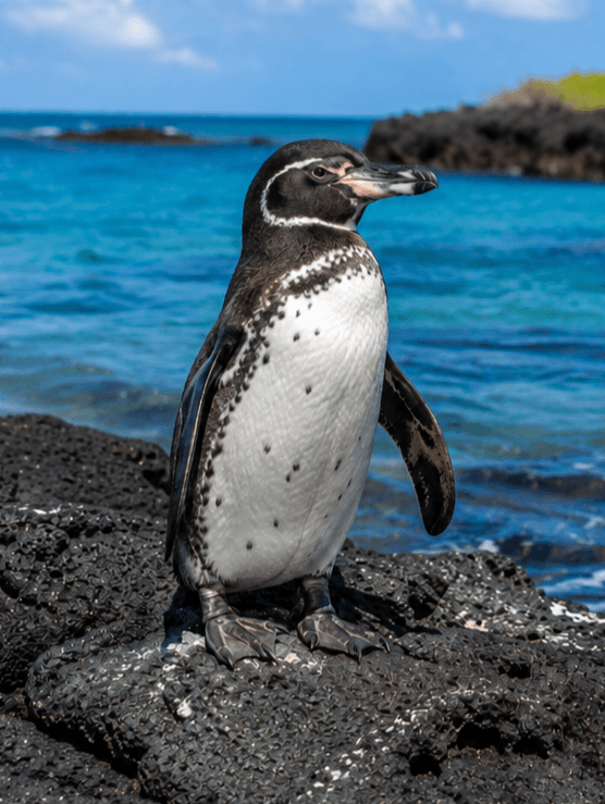Galápagos Penguin