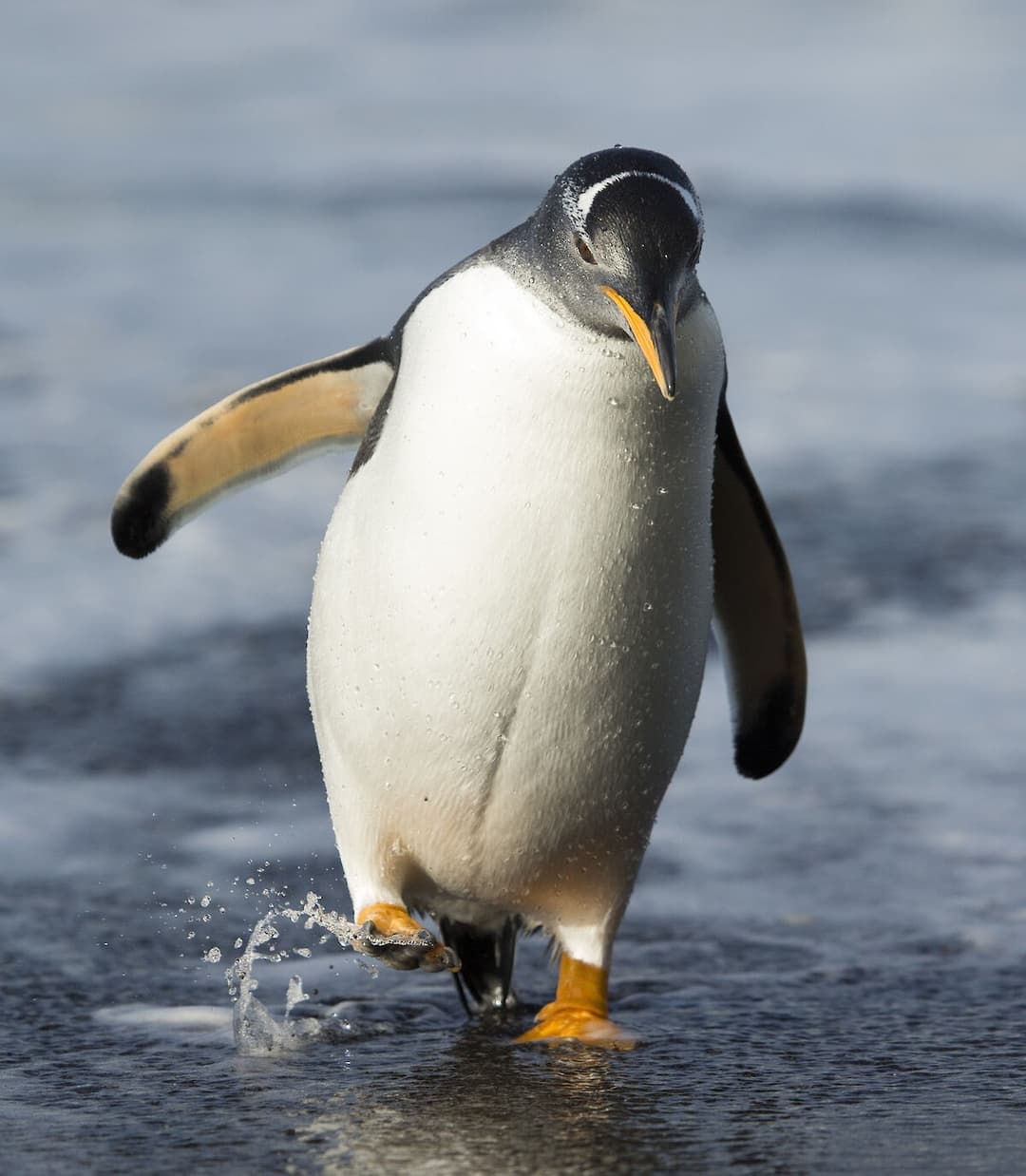 Gentoo Penguin