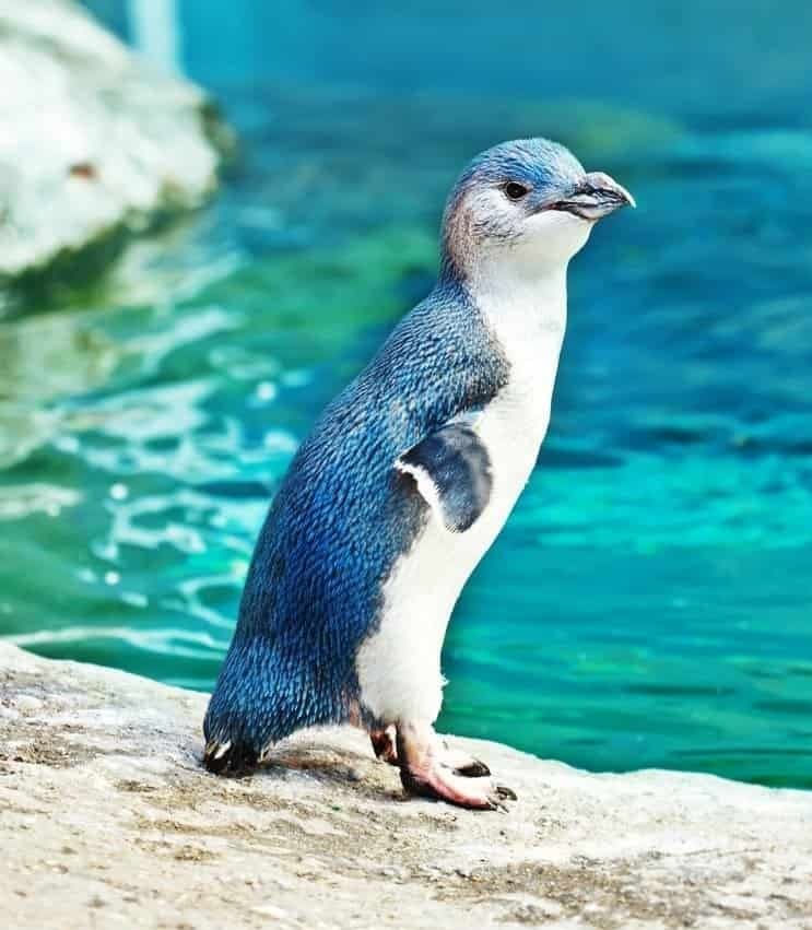 Little Penguin