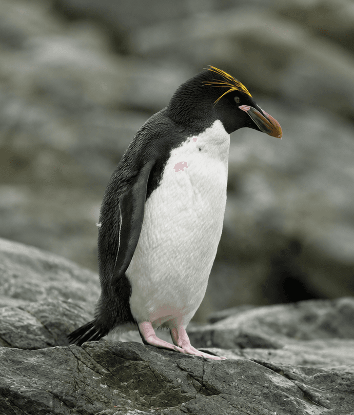 Macaroni Penguin