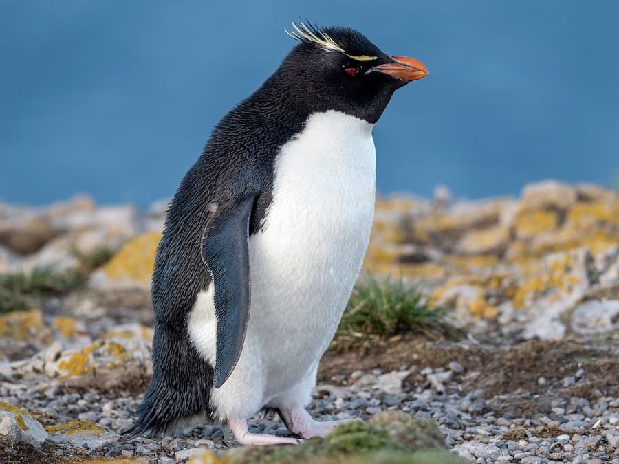 Southern Rockhopper Penguin