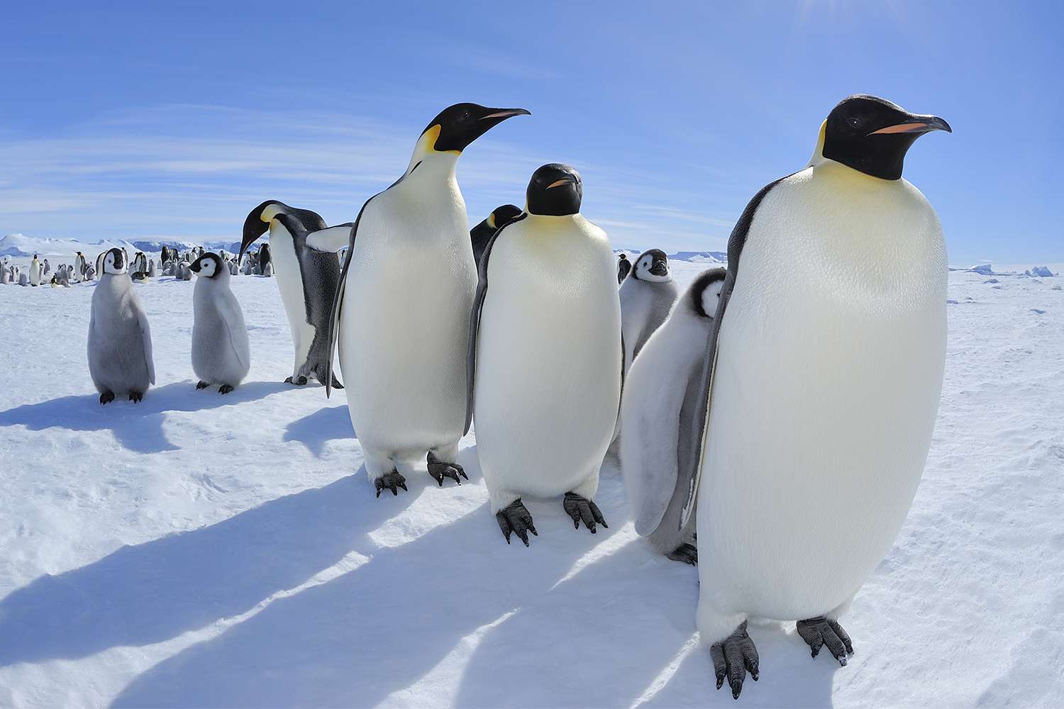 Penguins in Antarctica